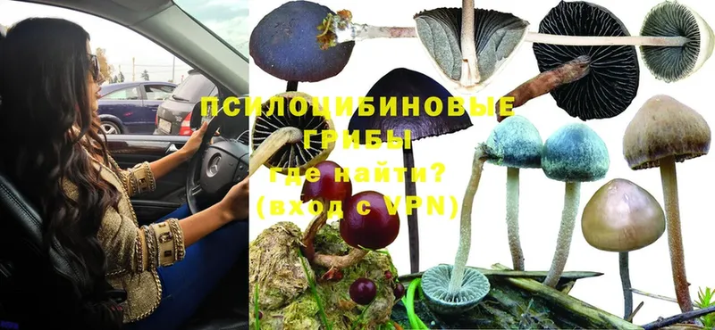 Псилоцибиновые грибы Psilocybine cubensis  Тюмень 